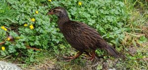 Weka