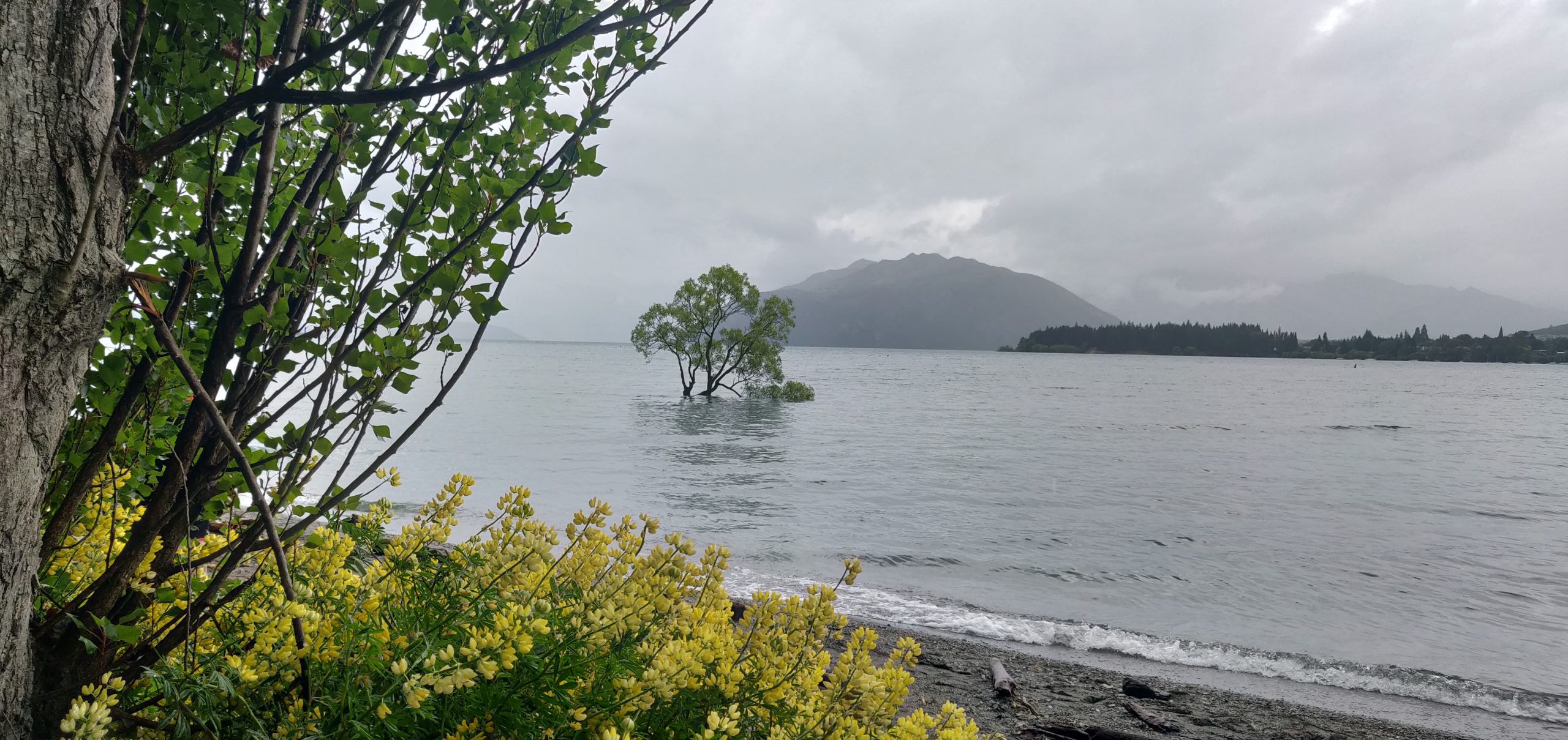 Wanaka Tree